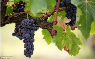 « Il louera la vigne à d’autres vignerons » (Mt 21, 33-43) Edition du 04 octobre 2026
