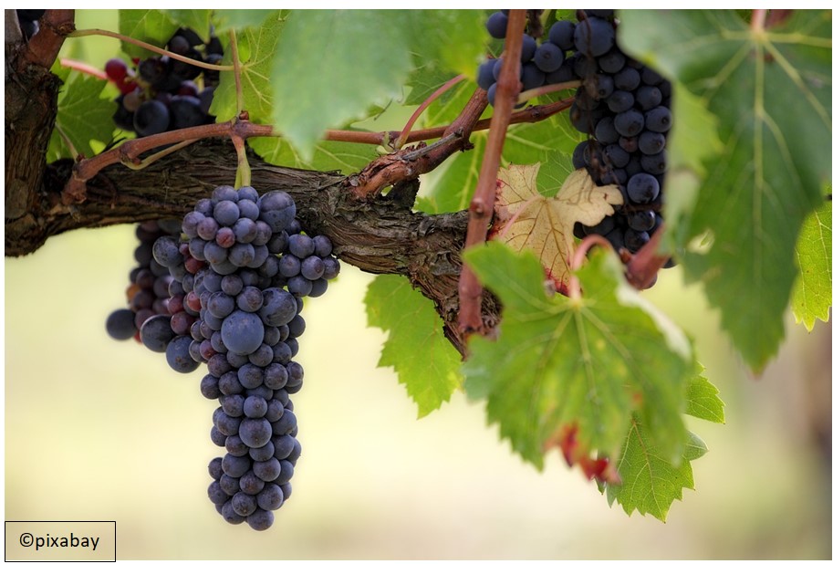 « Il louera la vigne à d’autres vignerons » (Mt 21, 33-43) Edition du 04 octobre 2026